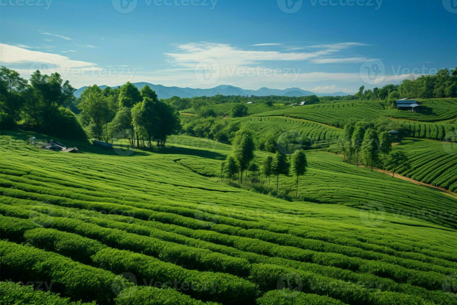 pittoreske mae chan choui Fong thee plantage, een Chiang rai edelsteen ai gegenereerd foto