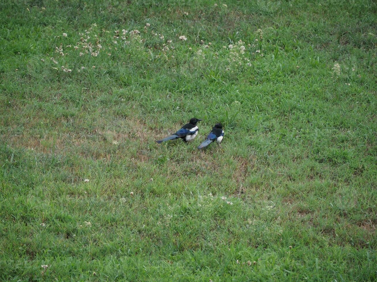 Euraziatisch ekster vogel dier foto