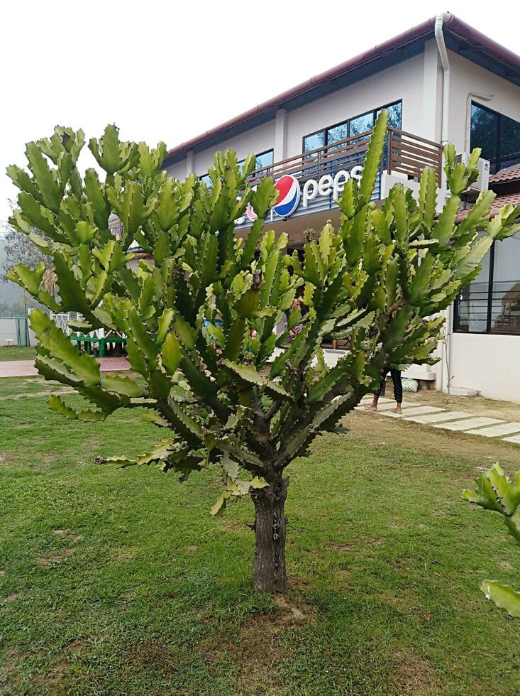 natuurlijk het beste behang tuin park bloem cactus beeld foto