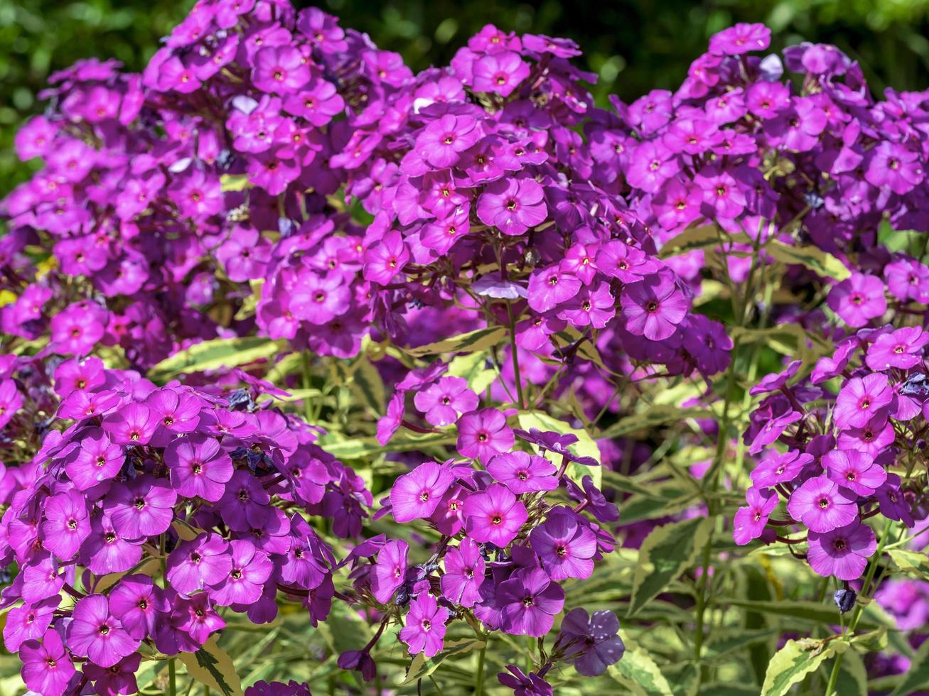 close-up van bloemen van phlox paniculata harlequin foto