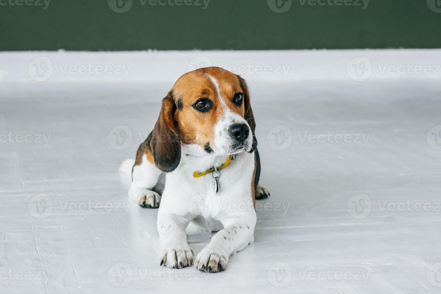 beagle hond met een gele halsband zit op een witte houten vloer foto