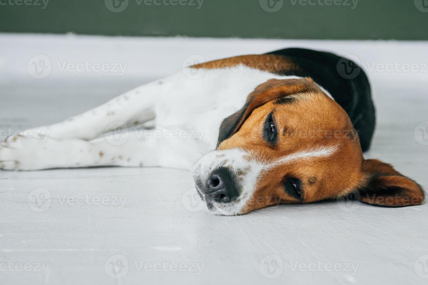 beagle hond slapen op witte vloer. hond slaapt en droomt foto