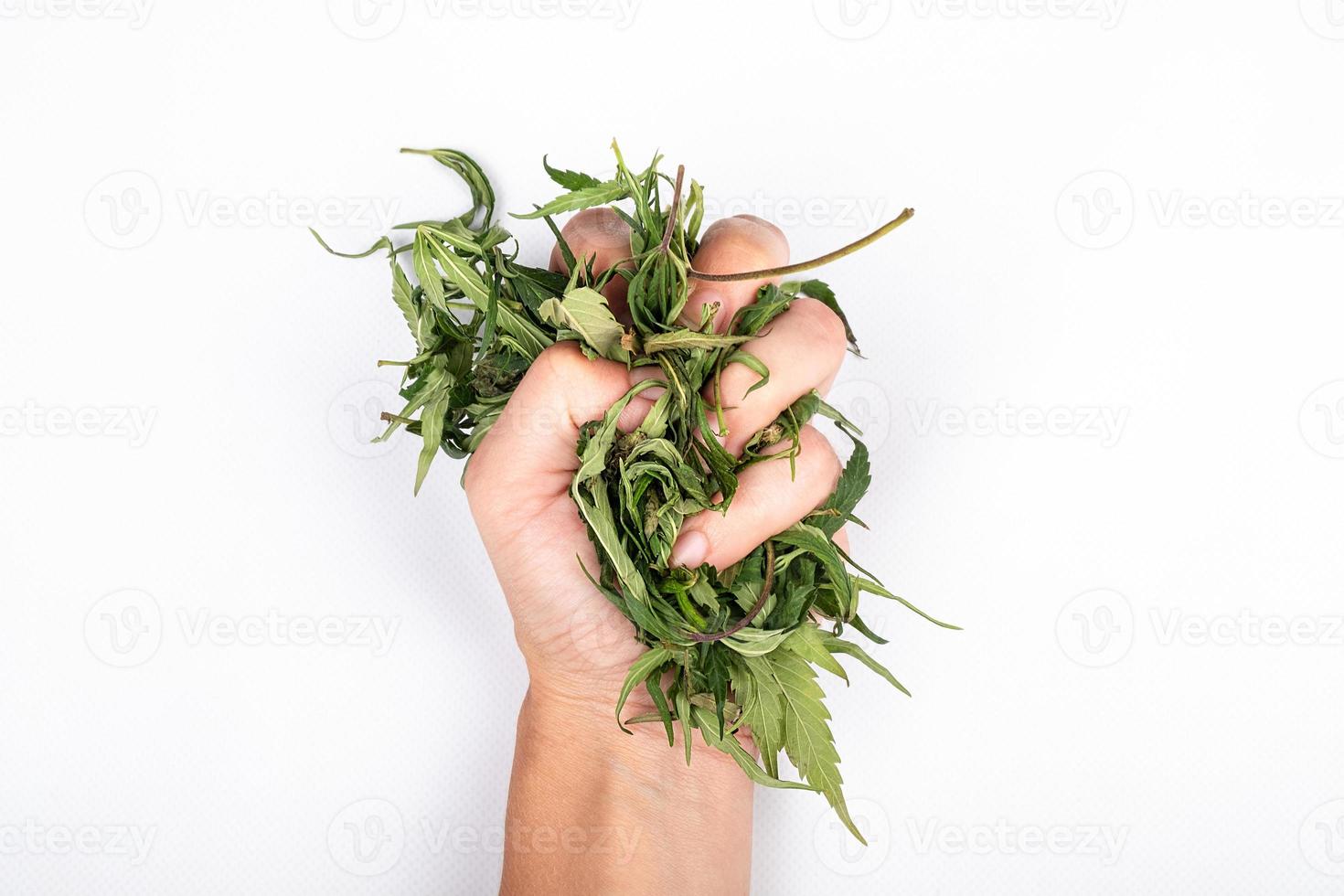 marihuanabladeren in de hand van de vrouw op een witte achtergrond, het symbool van de legalisatie van cannabis. foto