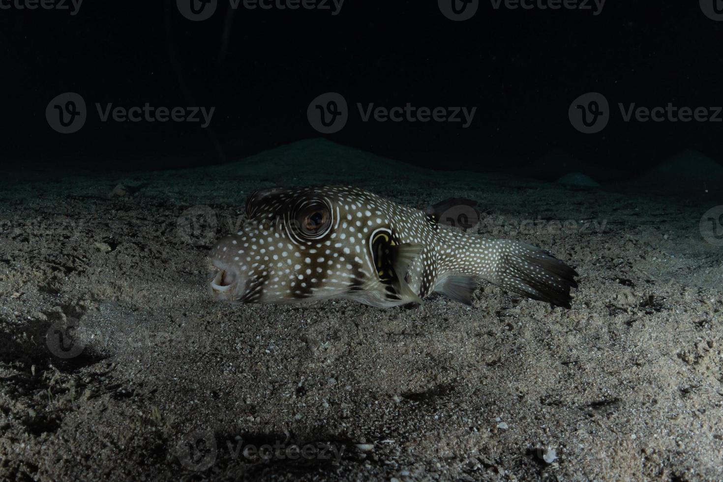 vissen zwemmen in de rode zee, kleurrijke vissen, eilat israel foto