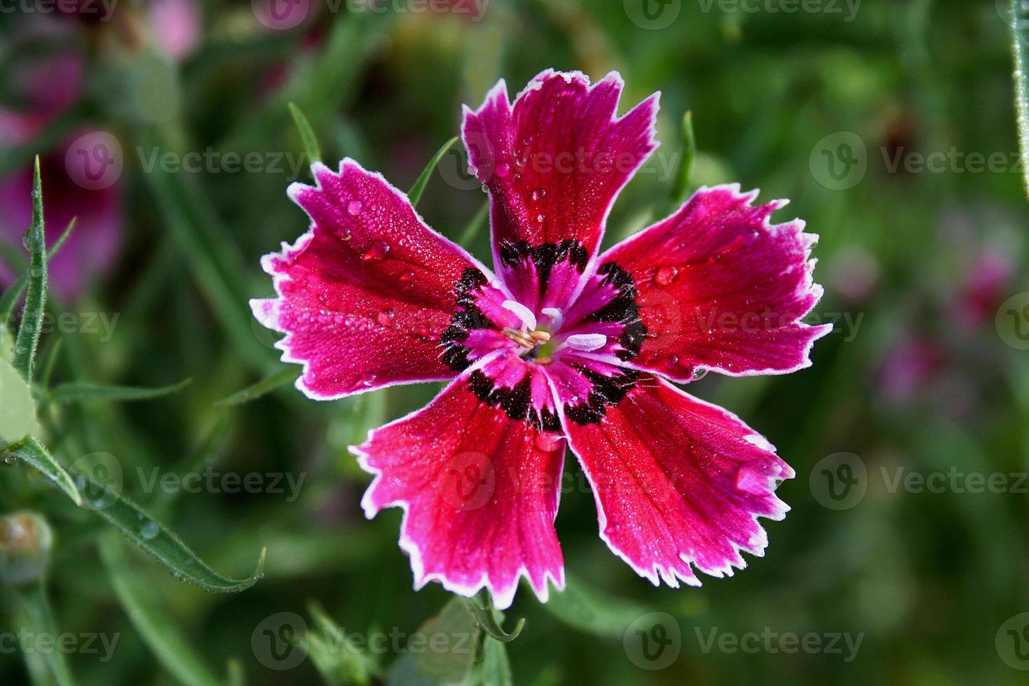 patroon in de natuur foto