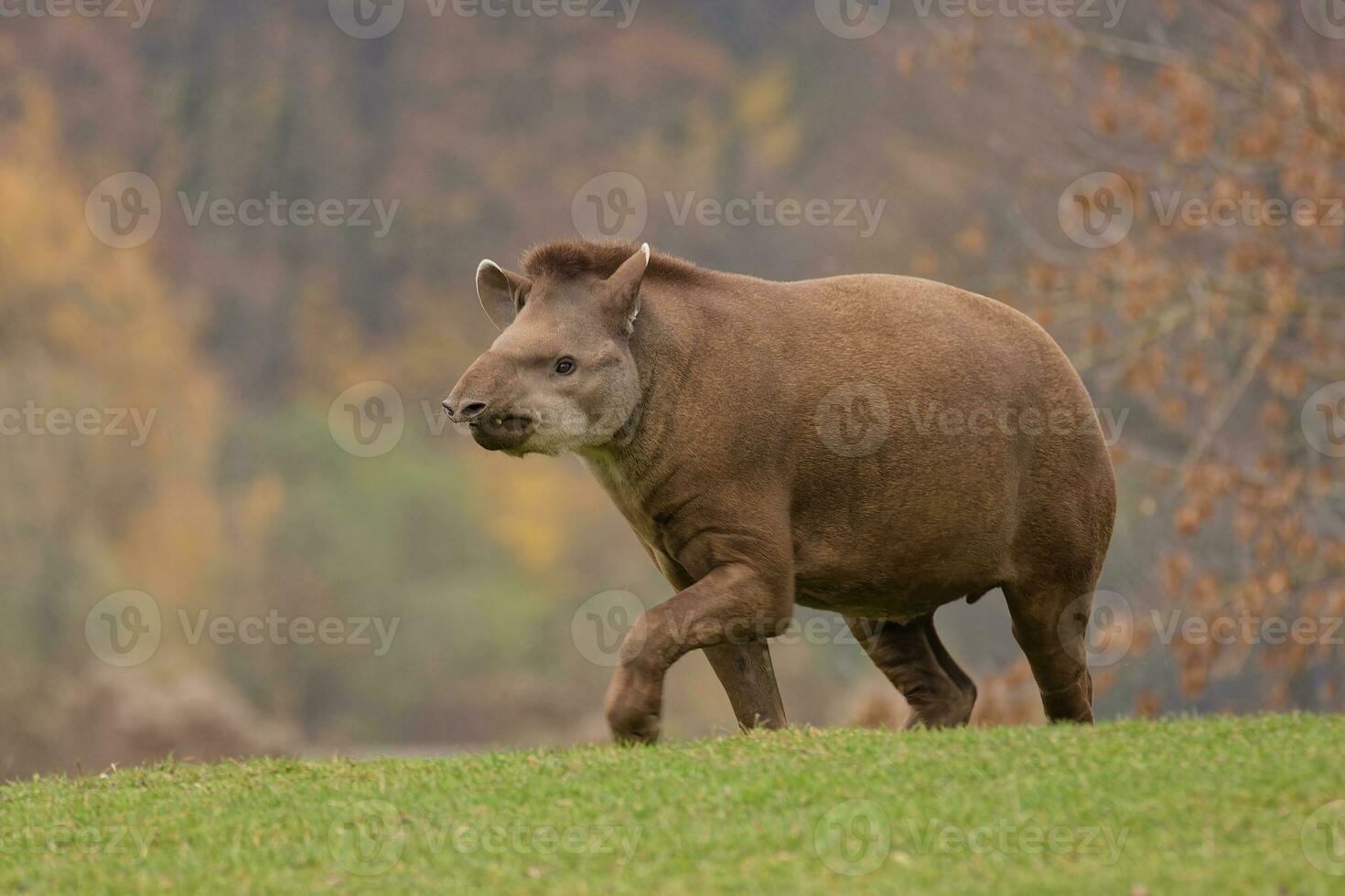 tapir wandelen Aan weide foto