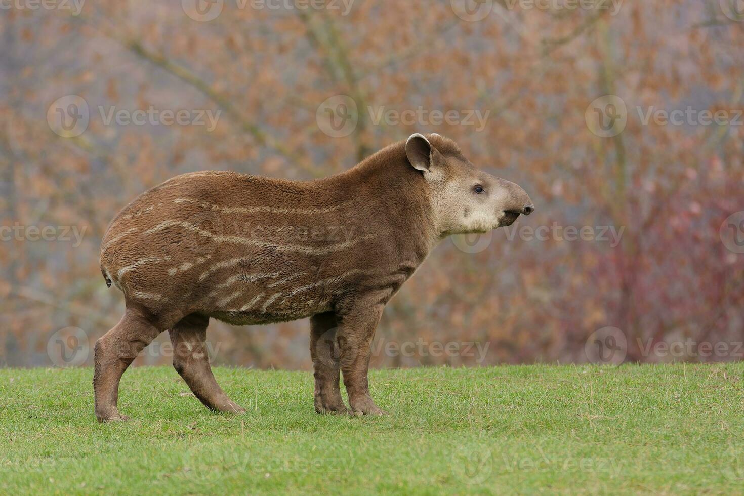 tapir wandelen Aan weide foto