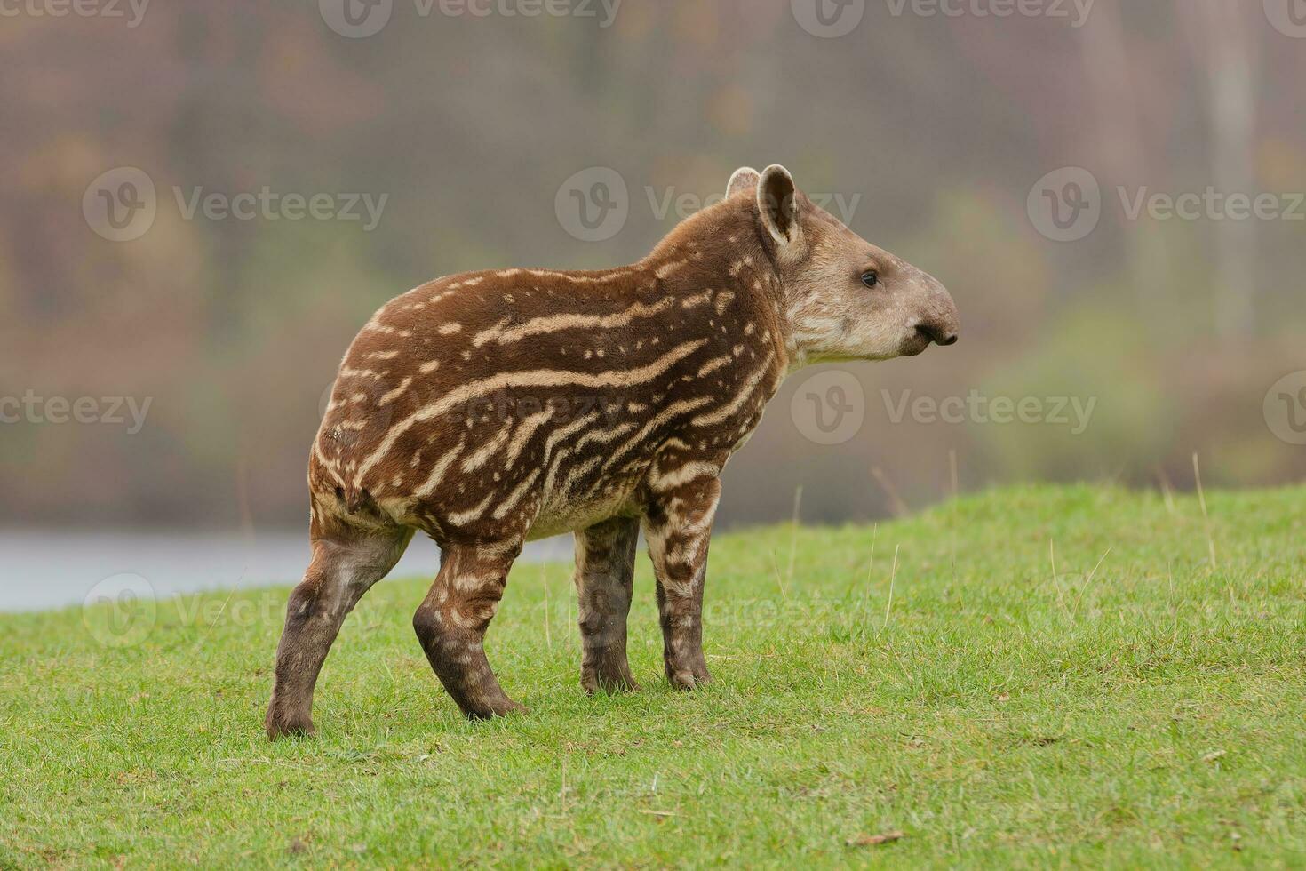 jong tapir wandelen Aan weide foto