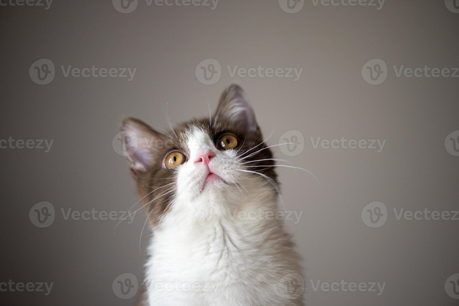 schattig, brits, korthaar, kat, katje, geïsoleerde, op, grijze, bruine, background foto