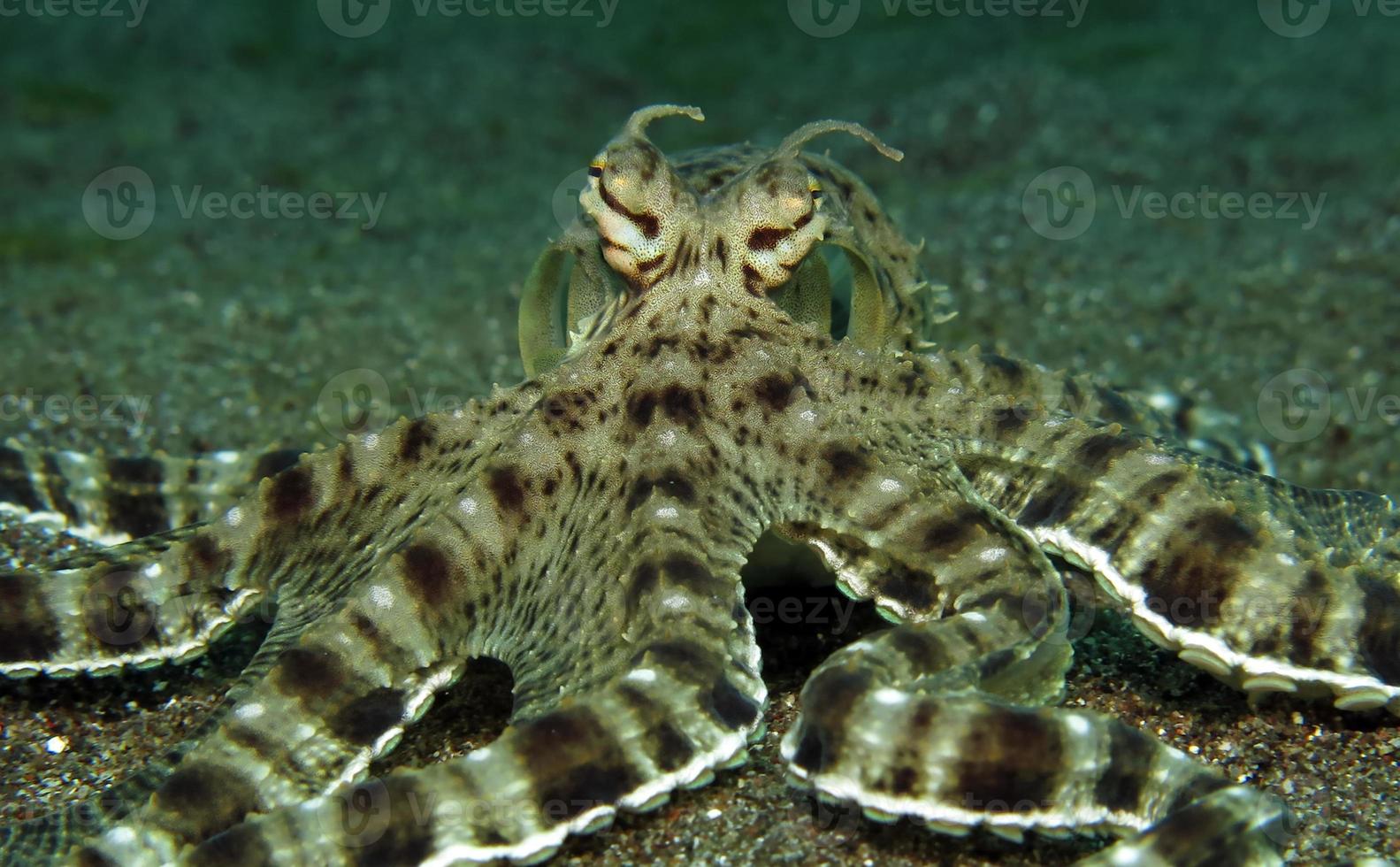 boots octopus na in de Straat van Lembeh foto