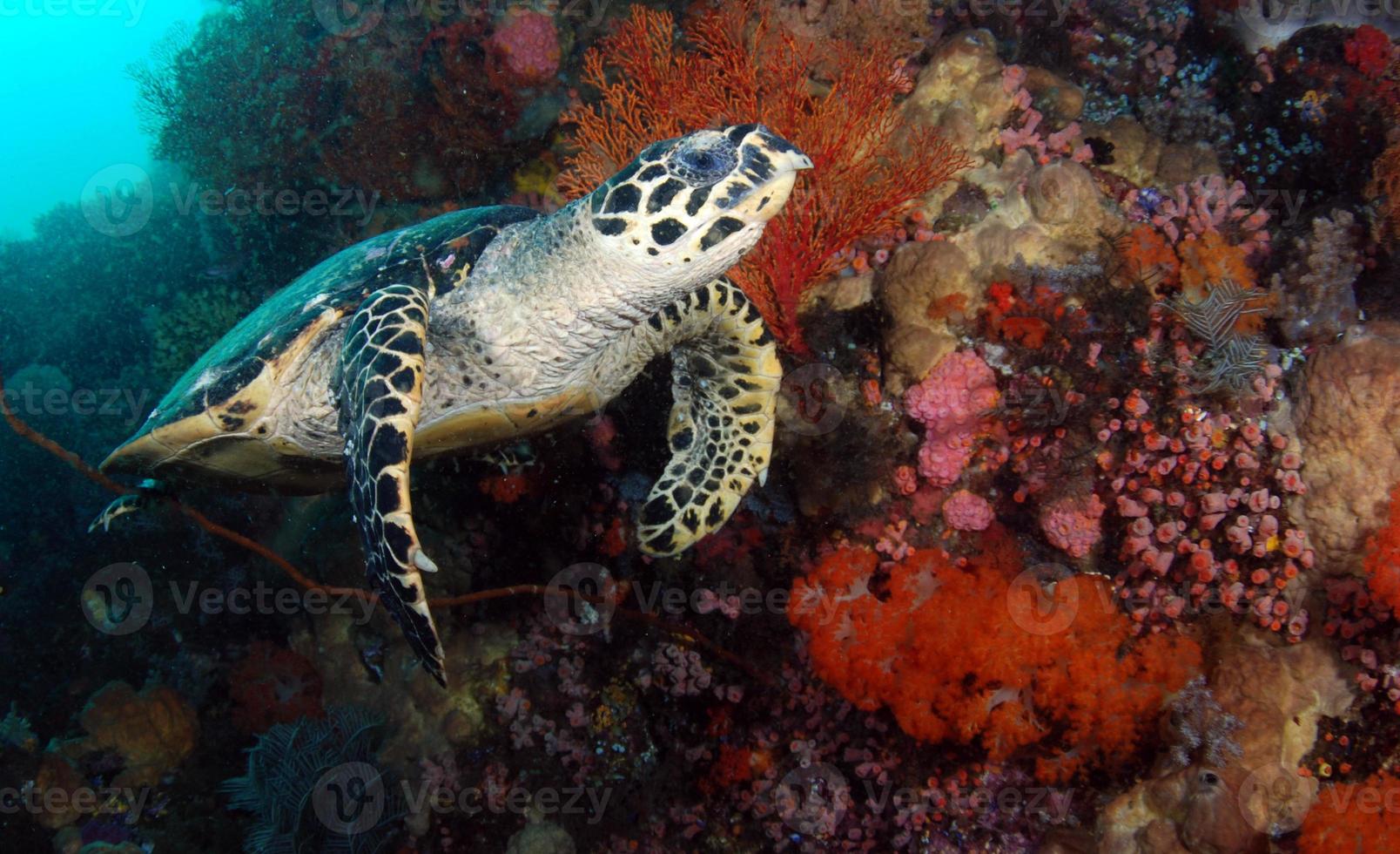 karetschildpad is op zoek naar voedsel foto