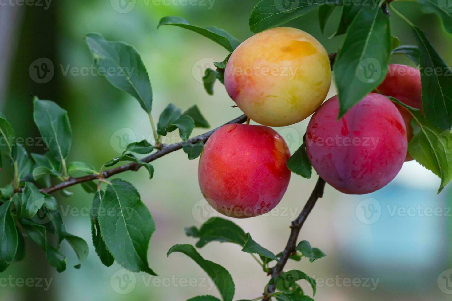 rood kers Pruim fruit Aan de boom gedurende rijpen foto