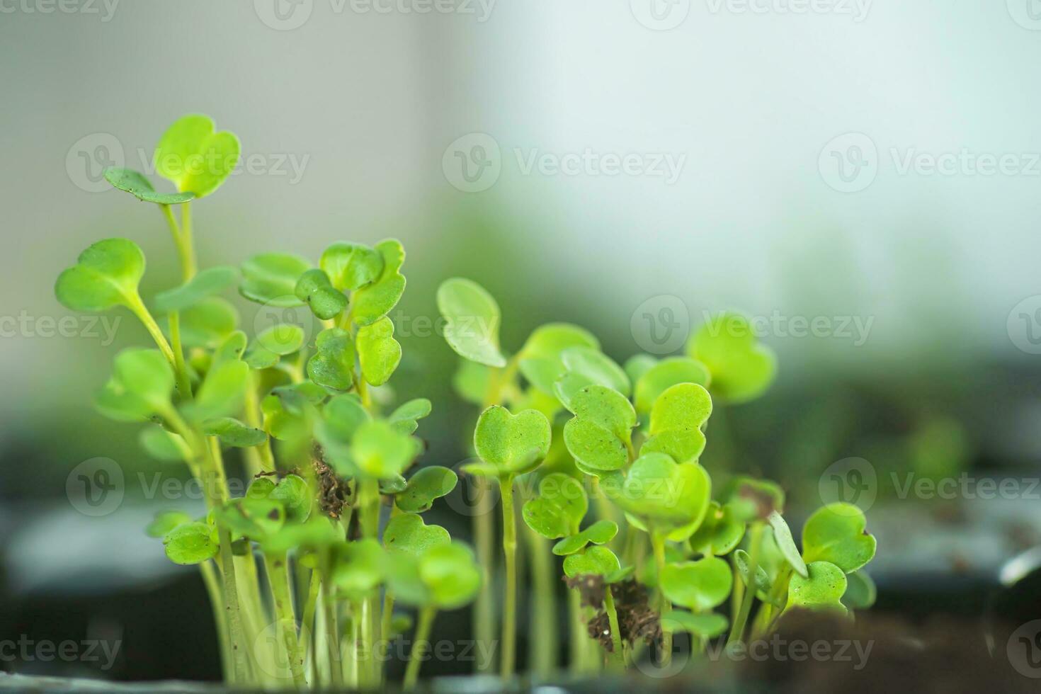 microgroen rucola spruiten in zaailing potten. rauw spruiten, microgroenten, gezond aan het eten concept. superfood gegroeid Bij huis foto