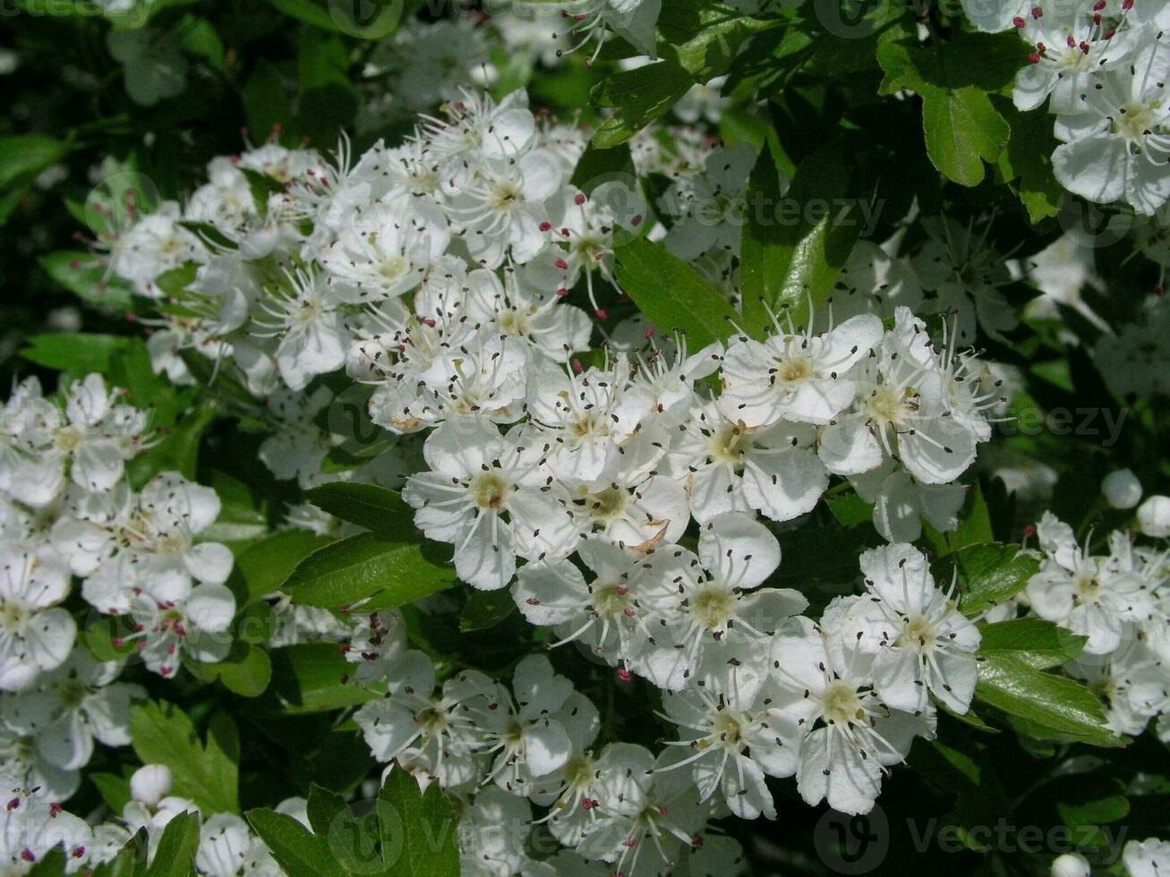 bloeiend crataegus, meidoorn, doornappel, meiboom, witdoorn, of appelbes mooi wit bloesems foto