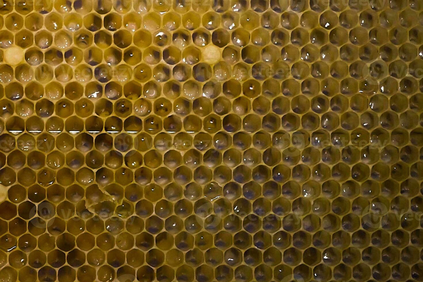 honingraten met larven van honingbijen. groot wit bij larven. foto