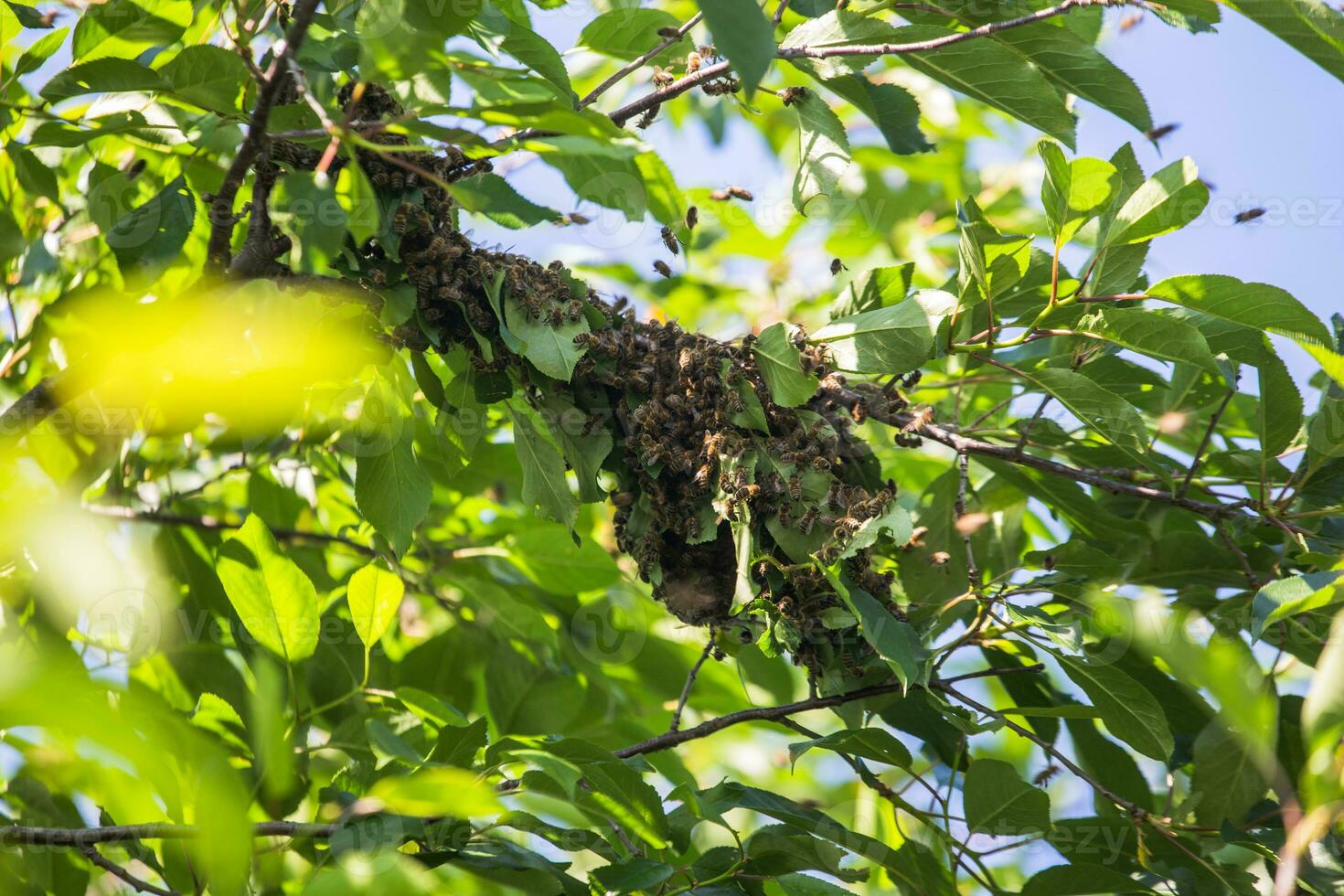 zwerm van bijen Aan een boom Afdeling. klein bij zwerm Aan een kers Afdeling in de tuin in de buurt de bijenstal. foto