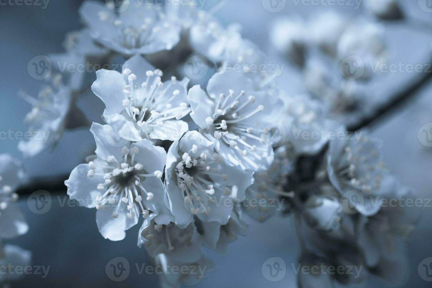 bloemen van kers Pruim of myrobalan prunus cerasifera bloeiend in de voorjaar Aan de takken. ontwerper getint in blauw. foto