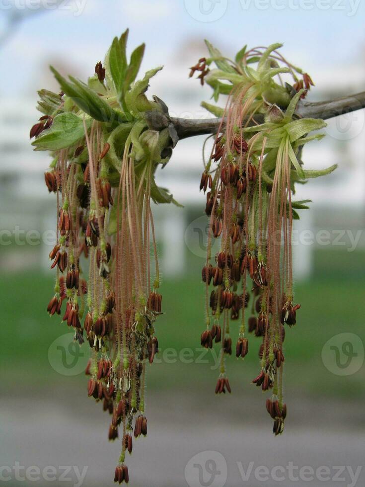 rood bloemen en groen bladeren jong esdoorn- boom in een veld- in graaf foto