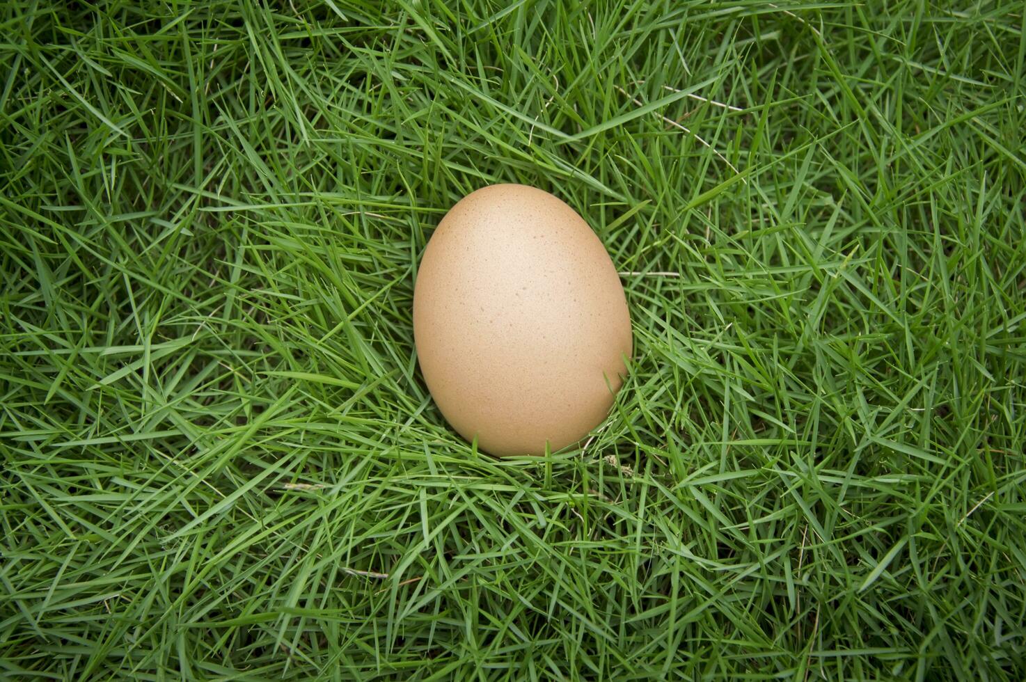 kip eieren Aan groen gras foto
