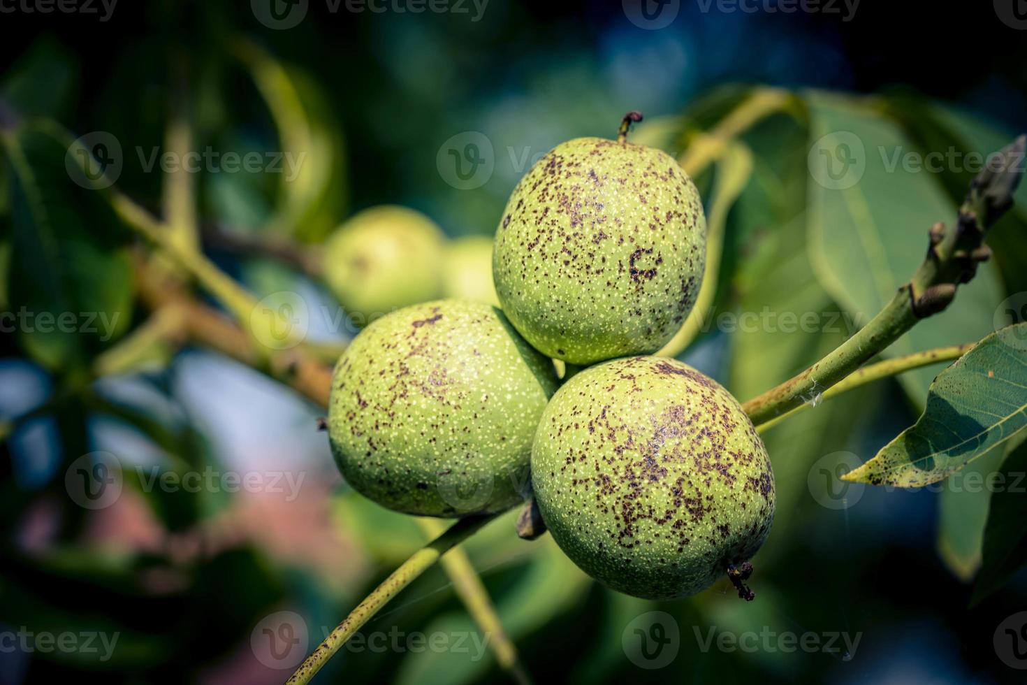 vruchten van een walnotenboom foto