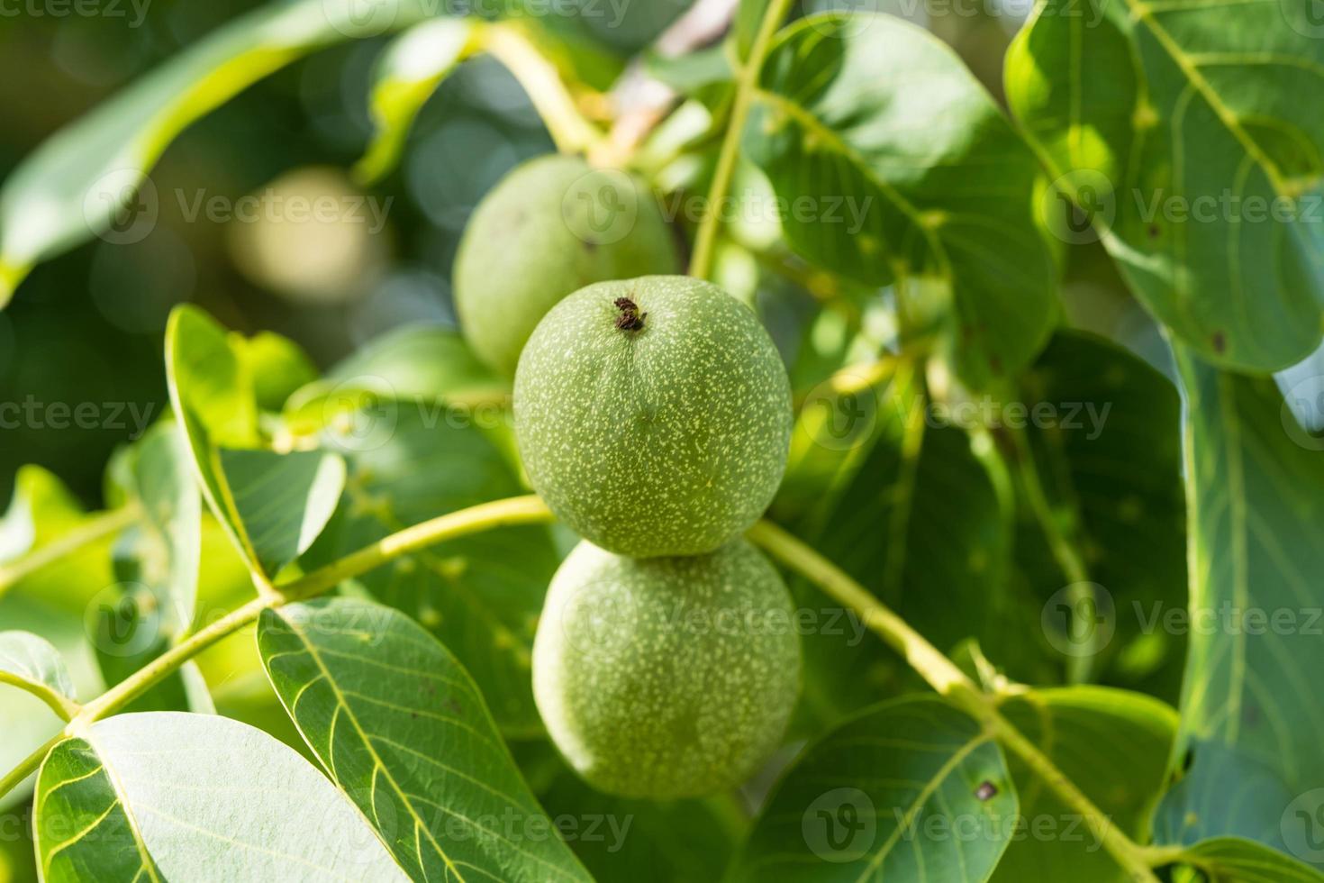 vruchten van een walnotenboom foto