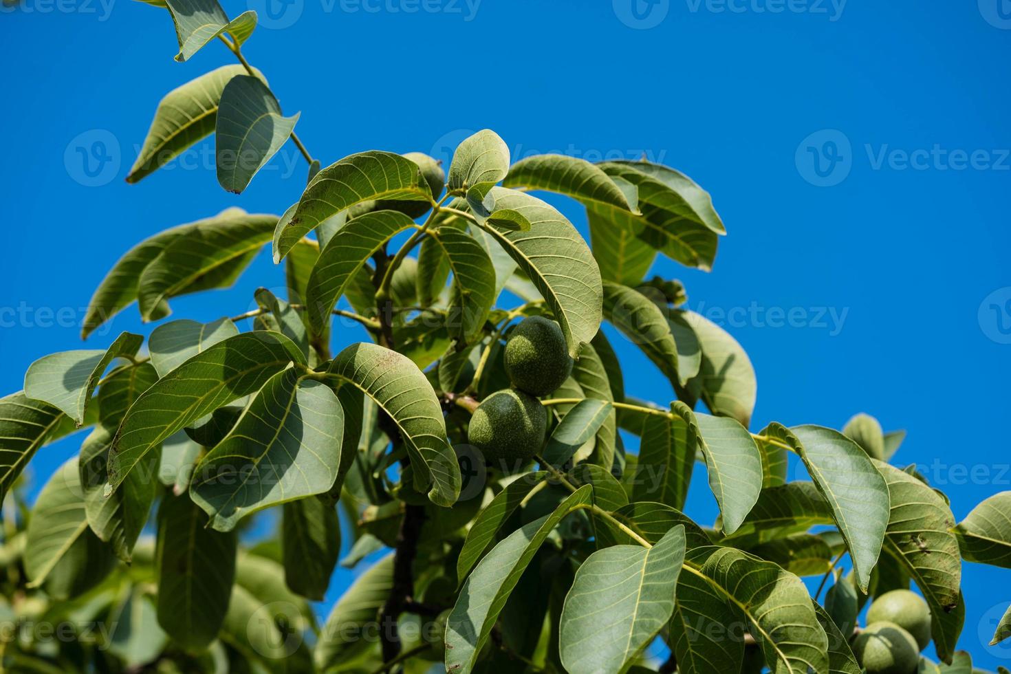 vruchten van een walnotenboom foto