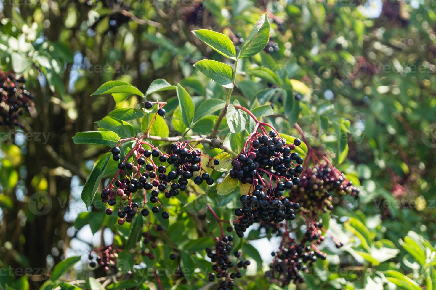 zwarte vlierbessen sambucus bij een vlierbessenstruik foto