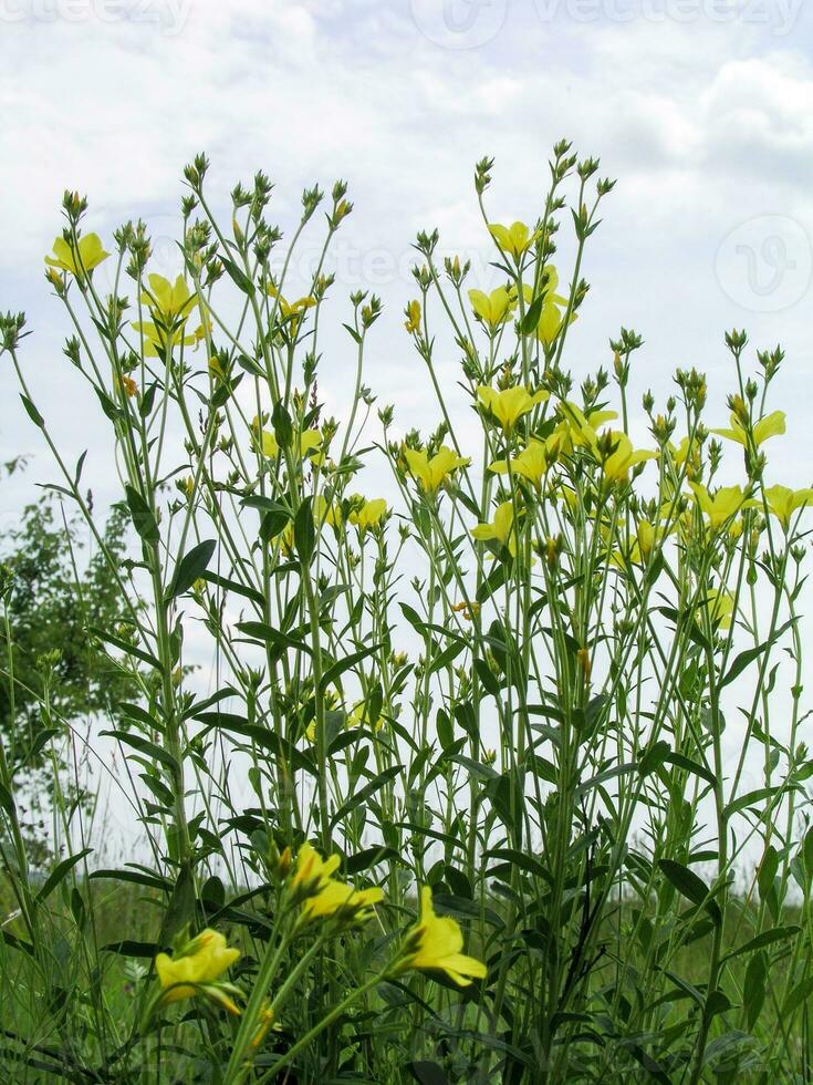 linum maritimum geel bloemen groeit in Europa. honing en medi foto