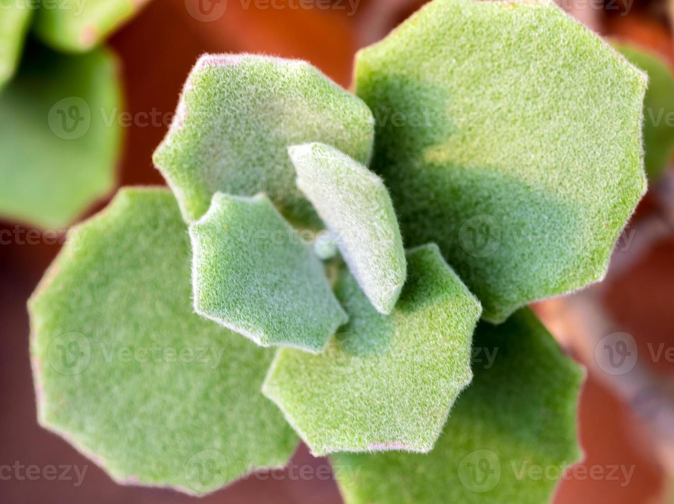 wazige groene bladeren van kalanchoë milliot vetplant foto