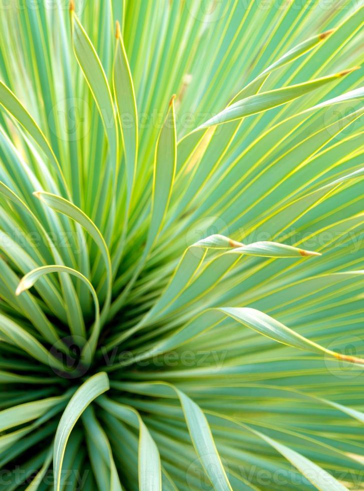 succulente installatieclose-up, detail op bladeren van smalbladige yucca foto