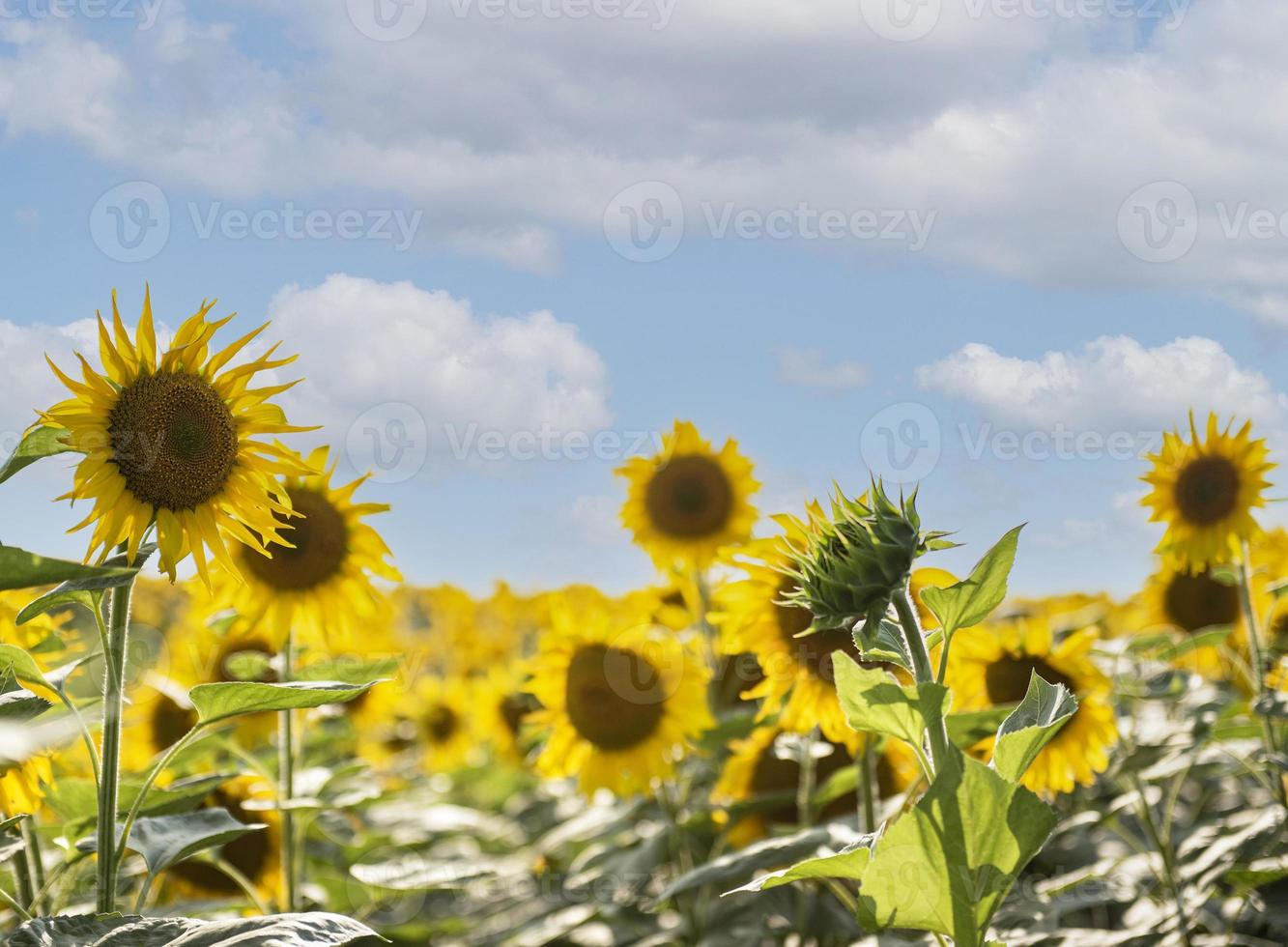 mooie zonnebloemen in het veld, natuurlijke achtergrond. foto