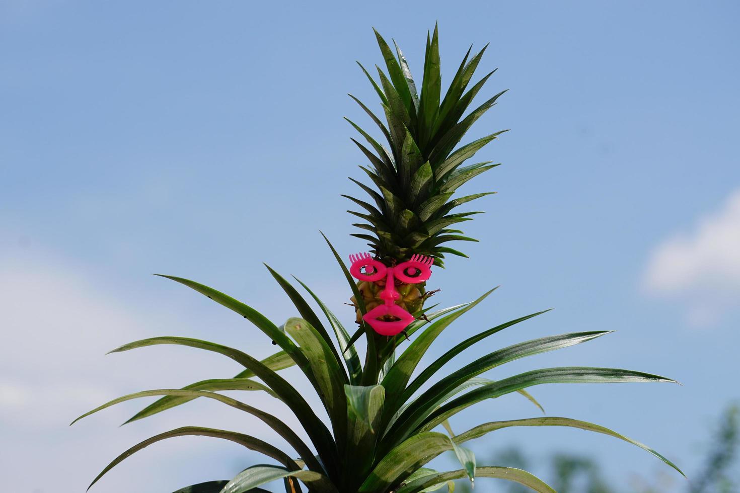 ananasplant met een masker op foto