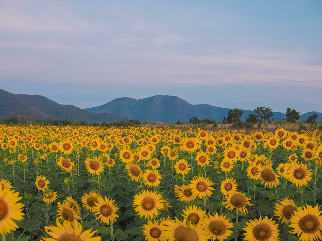 visie van de zonnebloem gearchiveerd met berg achtergrond foto