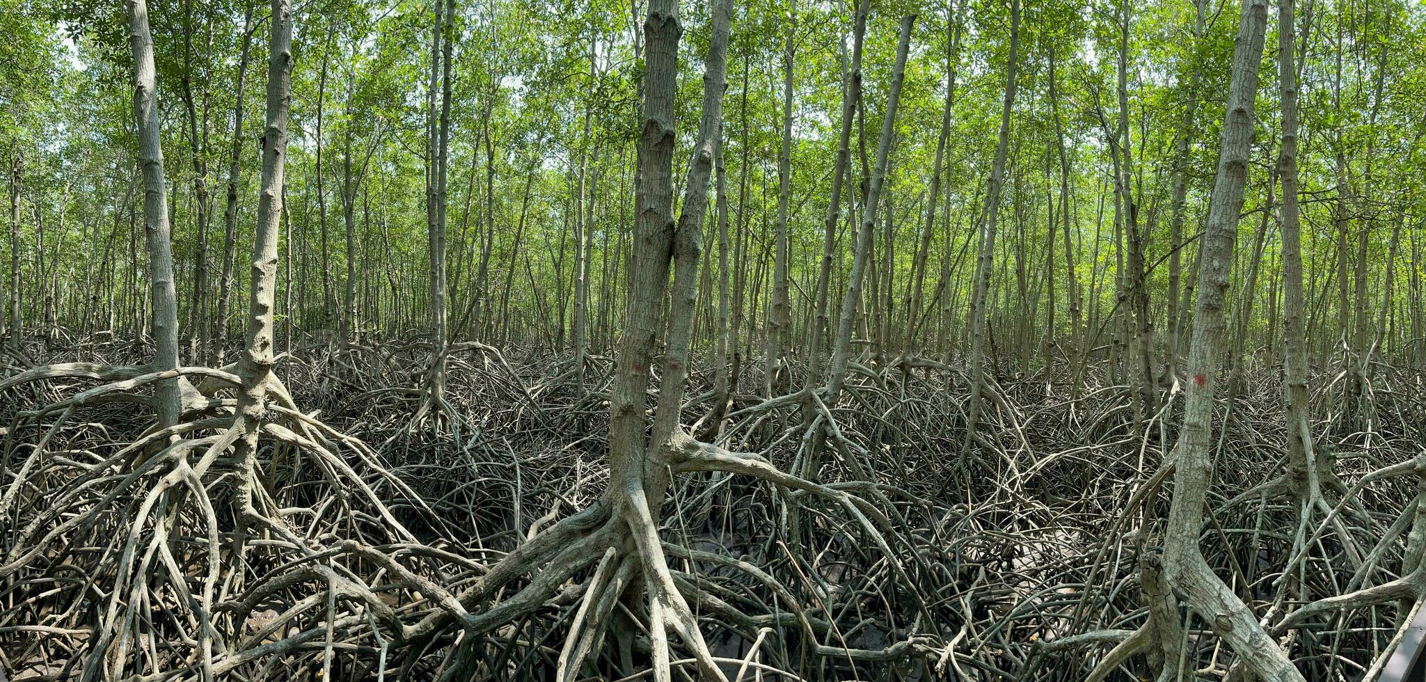 breed scherm van mangroven, petchaburi, Thailand. foto