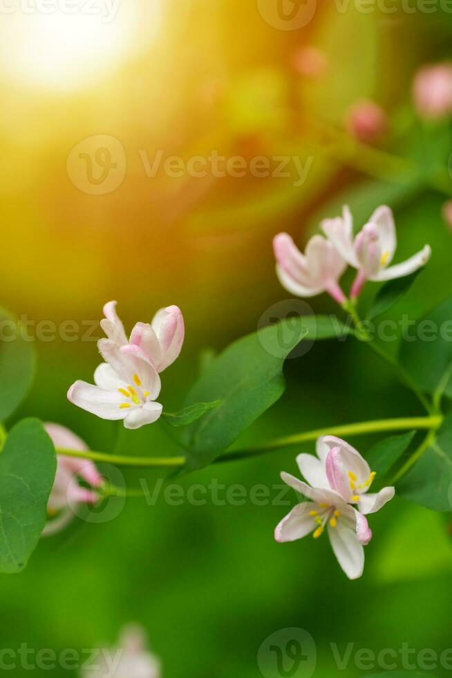 tatariër kamperfoelie bloeiende in voorjaar in een milieuvriendelijk Woud. lonicera tatarica roze bloemen Aan Afdeling. foto