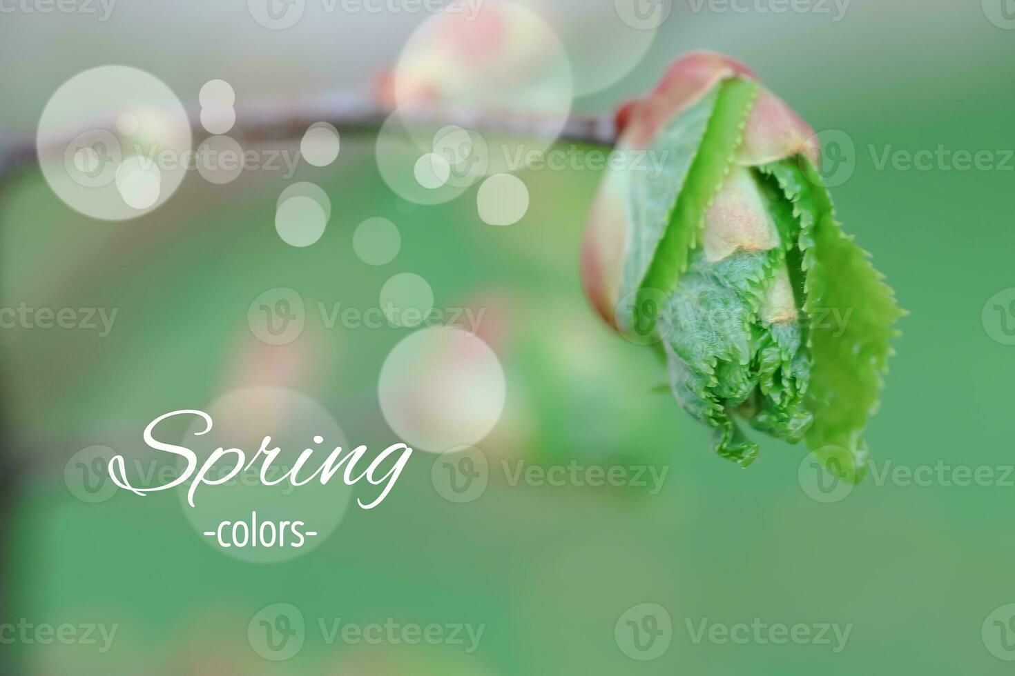 tekst kleuren van voorjaar . tilia cordata, kleinbladig limoen, zo nu en dan klein blaadje linde of kleinbladig linde eerste groen bladeren foto