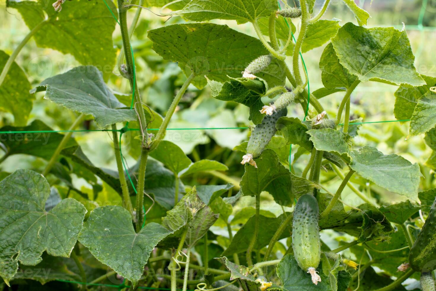 top komkommer cucumis sativus spruit met jong bladeren en antennekomkommer in tuin is gebonden omhoog Aan latwerk. foto