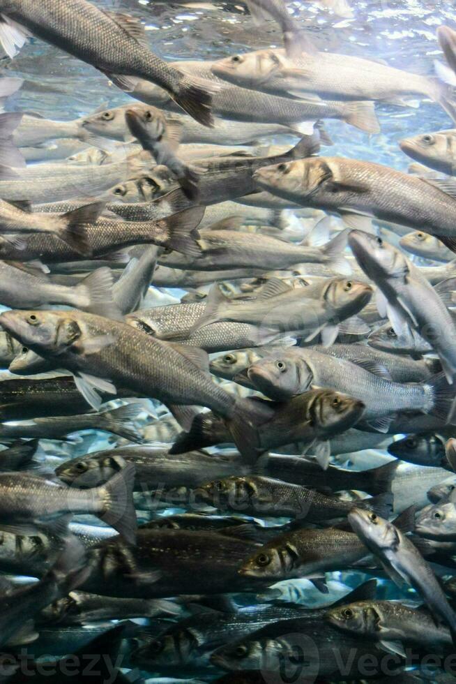een groot groep van vis zwemmen in de water foto