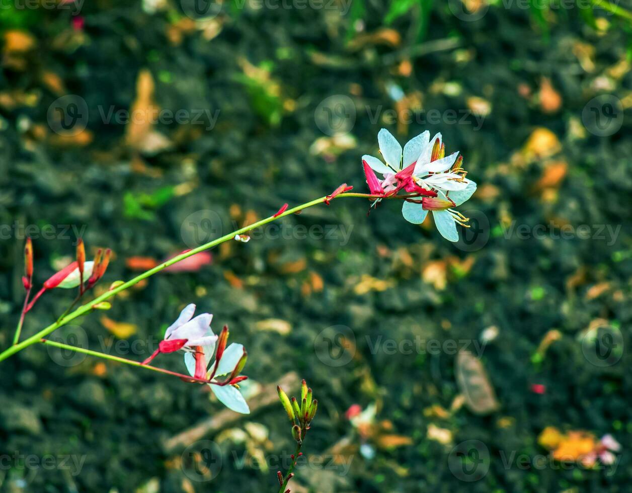 dichtbij omhoog gaura lindheimeri of wervelend vlinders bloemen gezien in zomer in de tuin. foto