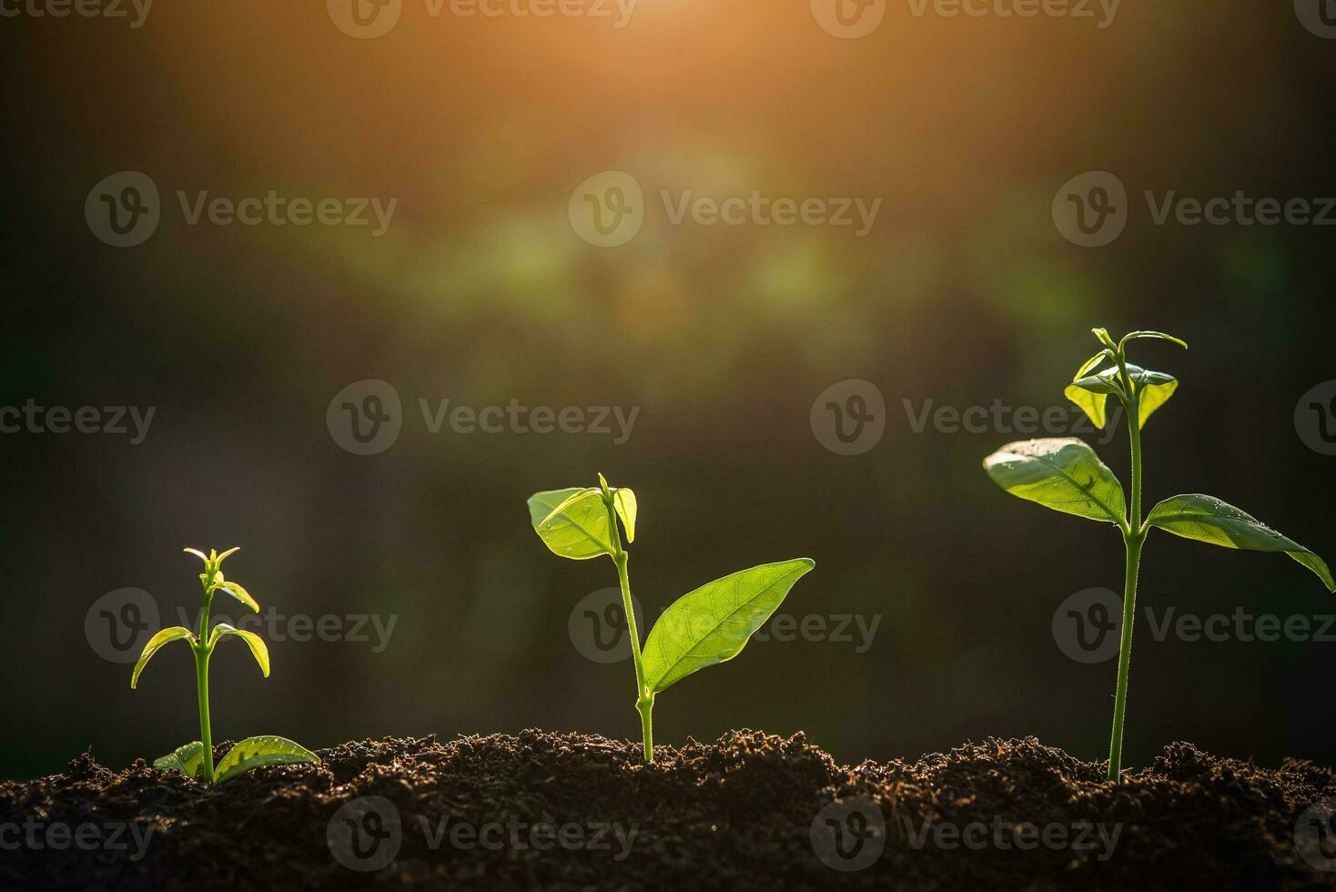 de jonge boom zijn groeit van de bodem met zonlicht foto