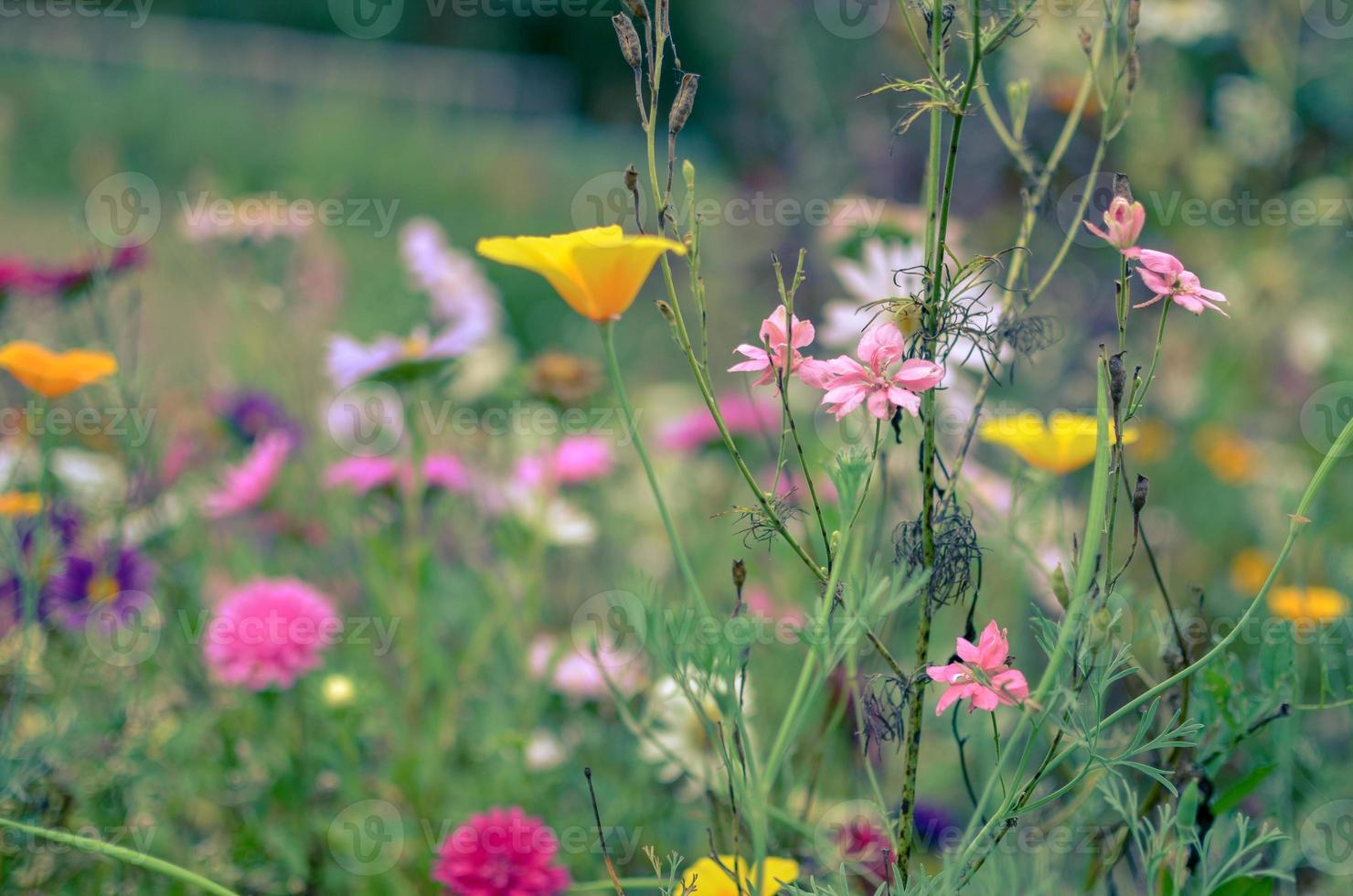 veld van kosmos bloem, weide met aster, kamille, esholtzia foto