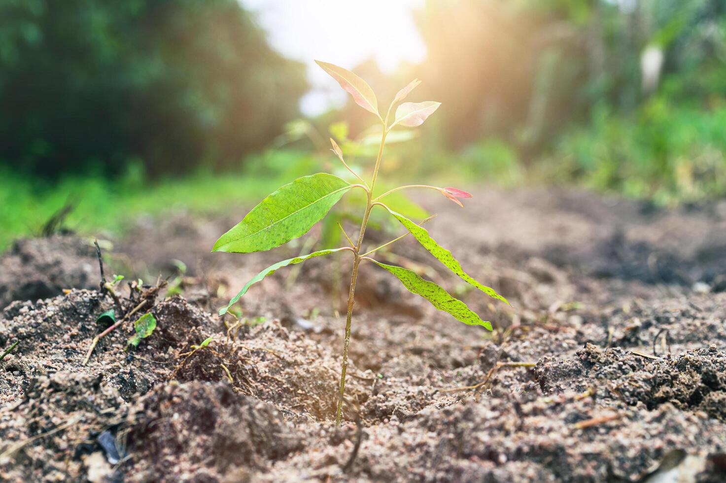 boom aanplant eucalyptus groeien. foto