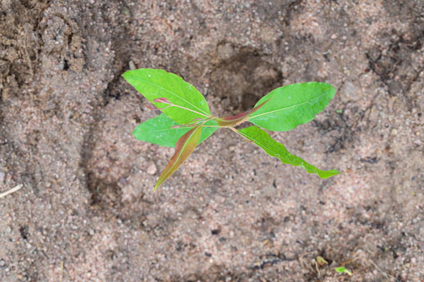 boom aanplant eucalyptus groeien. foto