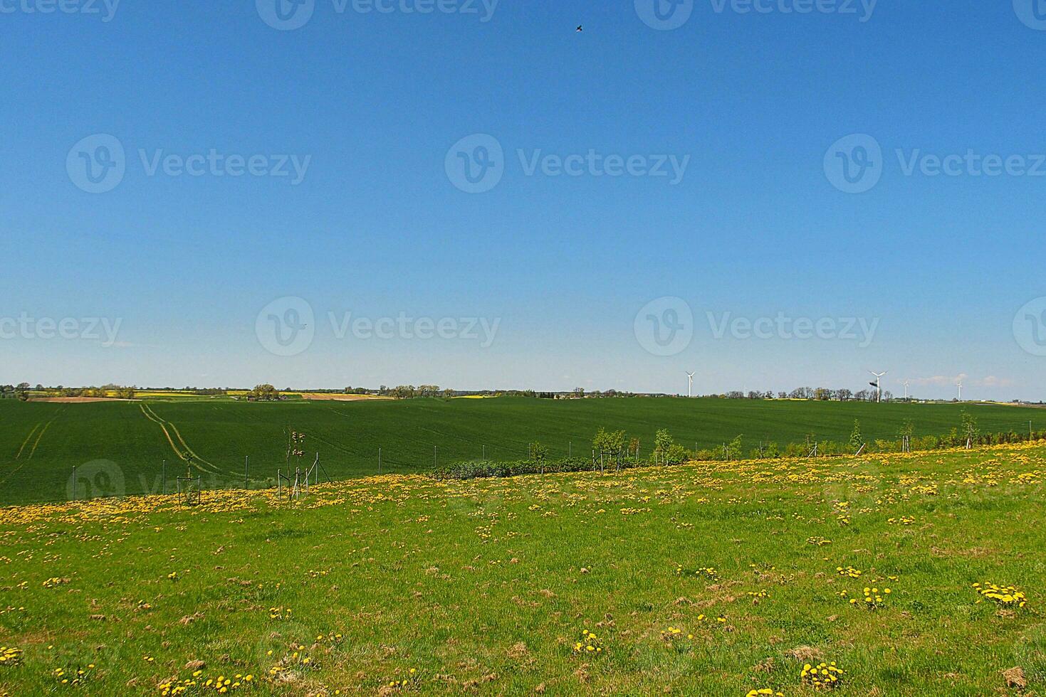 voorjaar minimalistische landschap met groen gras en blauw lucht foto