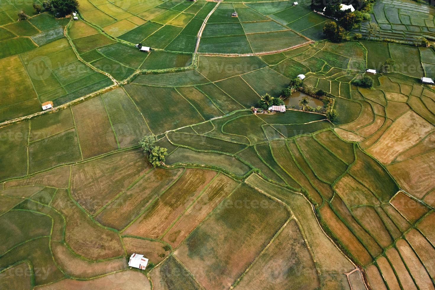 landschap rijstveld in Azië, luchtfoto van rijstvelden foto