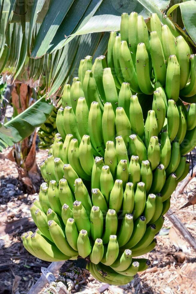 een bundel van groen bananen foto