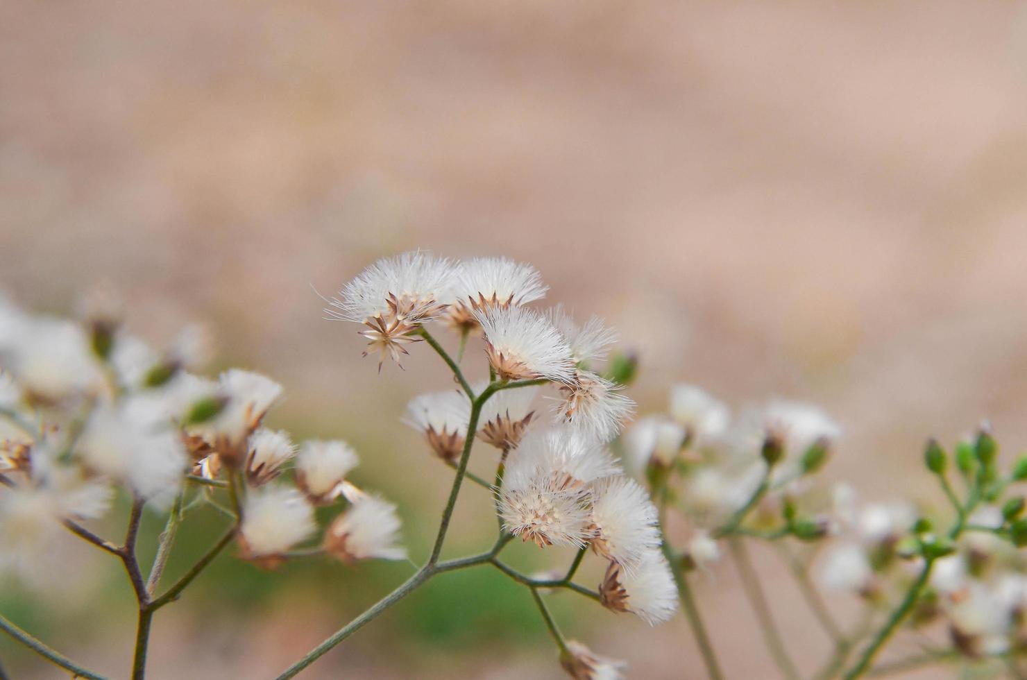 gras en de bloem, witte bloem aan de buitenkant. foto