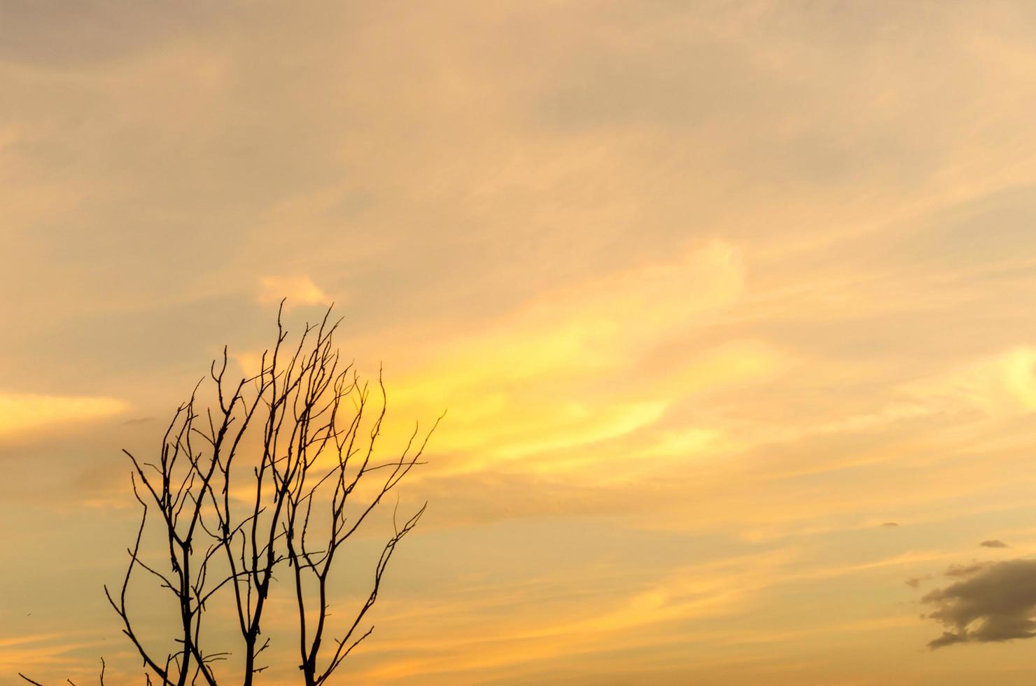 silhouet van dode boom en droge tak met mooie lucht en blauwe lucht foto
