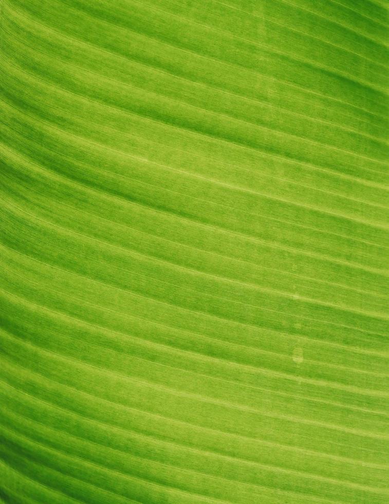 groen blad en bananenblad, achtergrond en behang van bladtextuur foto