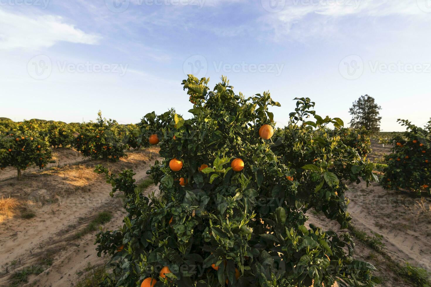 oranje citrus bosjes met rijen van oranje bomen, huelva, Spanje. oranje fruit, sappig en verfrissend. vitamine c in elk segment. citrus smaak dat ontwaakt de gehemelte. natuurlijk energie en antioxidanten. foto